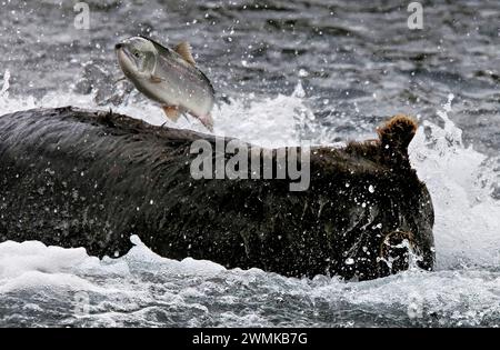 Icy water flies as a Brown bear (Ursus arctos) fishes for salmon in Kuril Lake and the salmon leaps in the air, Kurilskoye Lake Preserve Stock Photo