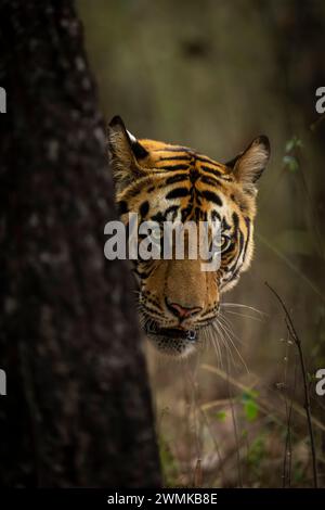 Bengal tiger (Panthera tigris tigris) stands poking its head around a tree in a forest. It has orange, black and white stripes on its head Stock Photo
