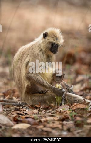 Northern plains gray langur (Semnopithecus entellus) sits with baby in Bandhavgarh National Park; Madhya Pradesh, India Stock Photo