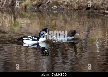 Courting pair of Barrow's Goldeneyes (Bucephala islandica) swimming in a pond along the Cassiar Highway in British Columbia; British Columbia, Canada Stock Photo