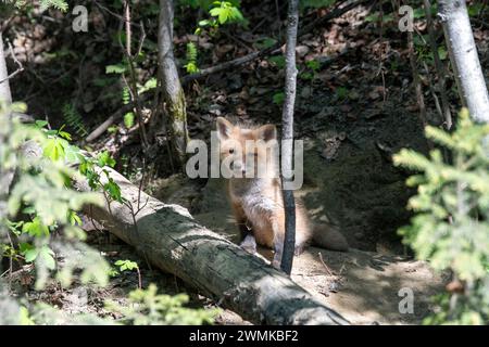 Portrait of a red fox (Vulpes vulpes) kit sitting in front of its den near Fairbanks; Fairbanks, Alaska, United States of America Stock Photo