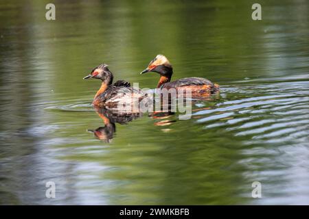 Horned Grebe (Podiceps auritus) with a chick riding on its back is followed by its mate while swimming in a pond on the University of Alaska Fairba... Stock Photo