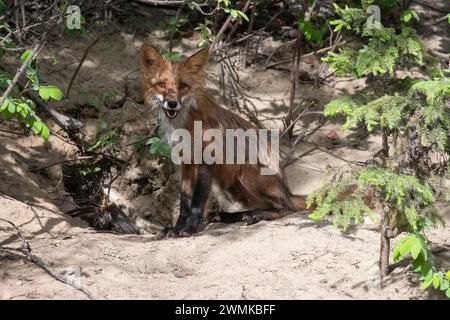 Portrait of a female red fox (Vulpes vulpes) with a dead robin (Tudus mifratorius) sitting at the entrance to its den near Fairbanks Stock Photo