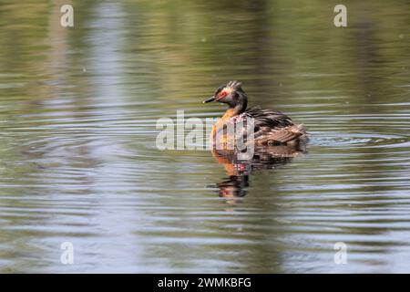 Horned Grebe (Podiceps auritus) with two chicks riding on its back swimming in a pond on the University of Alaska Fairbanks Campus Stock Photo