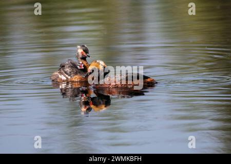 Horned Grebe (Podiceps auritus) with chicks riding on its back is accompanied by its mate while swimming in a pond on the University of Alaska Fair... Stock Photo