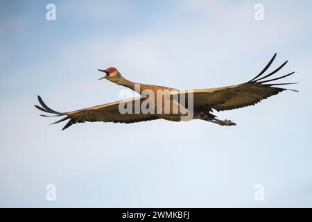 Sandhill Crane (Antigone canadensis) against a blue sky, calling as it flies over Creamer's Field Migratory Waterfowl Refuge in Fairbanks Stock Photo