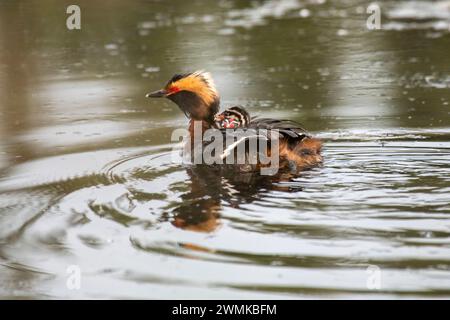 Horned Grebe (Podiceps auritus) with chicks riding on its back swimming in a pond on the University of Alaska Fairbanks Campus Stock Photo