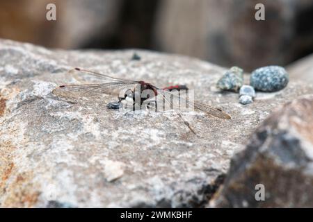 Close-up of a Boreal Whiteface Dragonfly (Leucorrhinia borealis) perched on a rock at the University of Alaska Fairbanks in Fairbanks Stock Photo