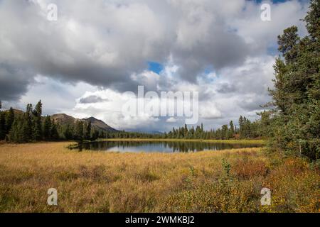 Natural beauty in the Igloo Forest area of Denali National Park and Preserve in Alaska, USA; Alaska, United States of America Stock Photo