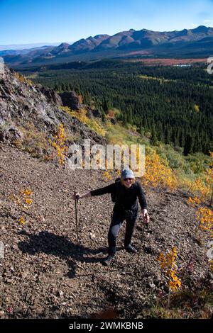 Mature woman ascending the steep slopes of Igloo Mountain in Denali National Park, Alaska, USA; Alaska, United States of America Stock Photo