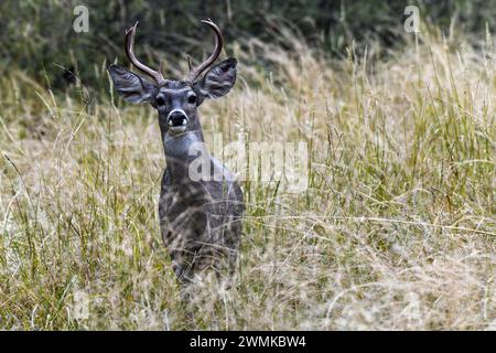 White-tailed Deer (Odocoileus virginianus couesi) buck standing in tall grass in Cave Creek Canyon of the Chiricahua Mountains, Southeast Arizona, USA Stock Photo