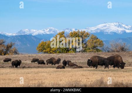 Herd of American Bison (Bison bison) in the grasslands of the Rocky Mountain Arsenal National Wildlife Refuge, with the Rocky Mountains towering in... Stock Photo