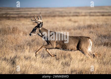 White-tailed Deer (Odocoileus virginianus) buck running through the grasslands of the Rocky Mountain Arsenal National Wildlife Refuge, Colorado, USA Stock Photo