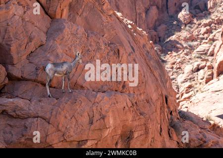 Desert Bighorn (Ovis canadensis nelsoni) ewe in the red rock cliffs of Valley of Fire State Park, Nevada, USA: Nevada, United States of America Stock Photo