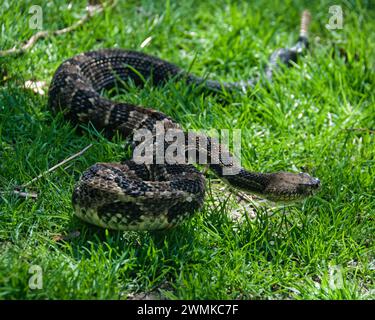 Eastern Timber Rattlesnake (Crotalus horridus) in green grass Stock Photo