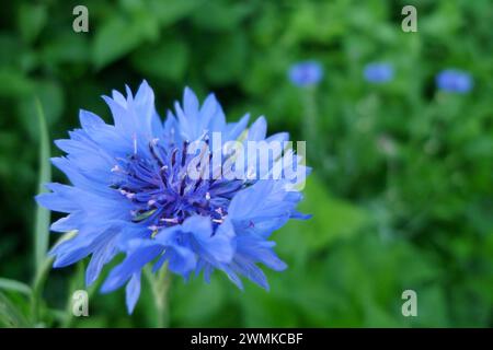 Close-up of a blue cornflower (Centaurea cyanus) in bloom, with green leaves creating the background Stock Photo