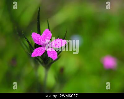 Close-up of the small delicate blossom of a Deptford Pink plant (Dianthus armeria) Stock Photo