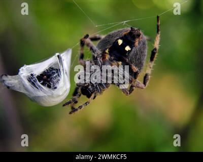 Carolina Wolf Spider (Hogna carolinensis) on it's web, with prey captured in silk Stock Photo