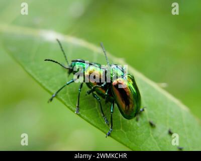 Two green iridescent Dogbane beetles (Chrysochus auratus) are caught in the act of mating Stock Photo