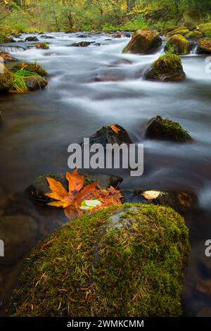 Oak Grove Fork Clackamas River at Ripplebrook Campground, West Cascades Scenic Byway, Mt Hood National Forest, Oregon Stock Photo