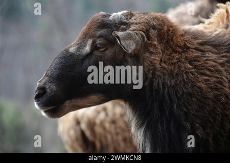 Profile of the head of a mixed breed Soay ram Stock Photo