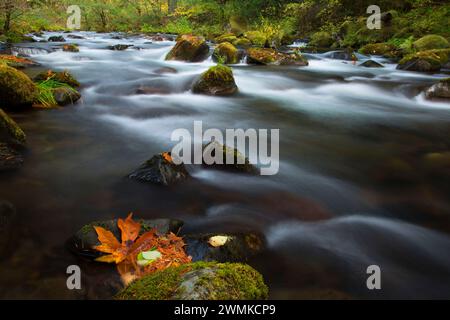 Oak Grove Fork Clackamas River at Ripplebrook Campground, West Cascades Scenic Byway, Mt Hood National Forest, Oregon Stock Photo