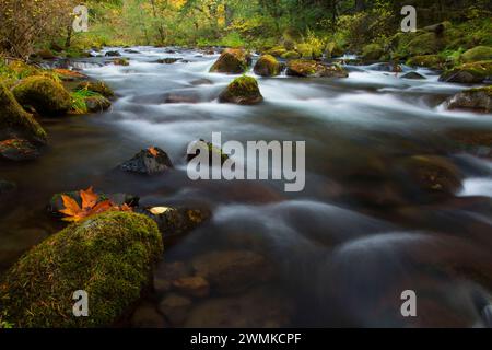 Oak Grove Fork Clackamas River at Ripplebrook Campground, West Cascades Scenic Byway, Mt Hood National Forest, Oregon Stock Photo