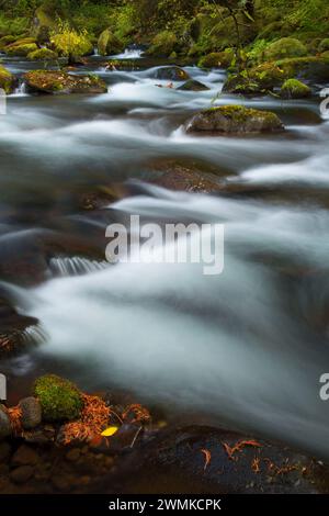 Oak Grove Fork Clackamas River at Ripplebrook Campground, West Cascades Scenic Byway, Mt Hood National Forest, Oregon Stock Photo