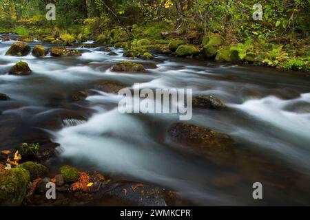 Oak Grove Fork Clackamas River at Ripplebrook Campground, West Cascades Scenic Byway, Mt Hood National Forest, Oregon Stock Photo