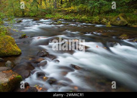 Oak Grove Fork Clackamas River at Ripplebrook Campground, West Cascades Scenic Byway, Mt Hood National Forest, Oregon Stock Photo