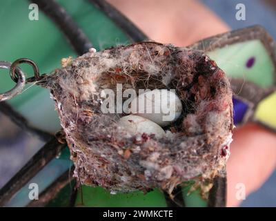 Bird nest with eggs inside Stock Photo