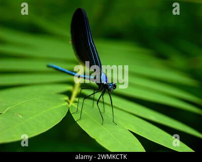 Close-up of a blue dragonfly on a tree leaf Stock Photo