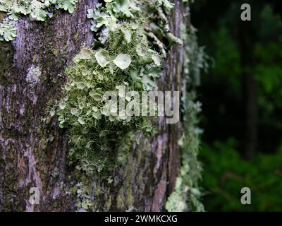 Mosses and lichens growing out of wood Stock Photo