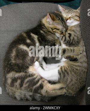 Two domestic cats sleeping cuddled up together; Fairview, North Carolina, United States of America Stock Photo