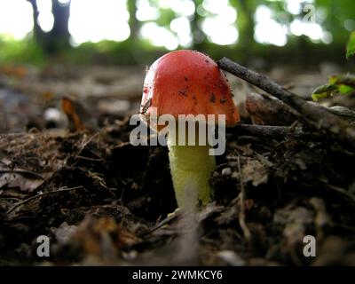 Red topped mushroom Stock Photo