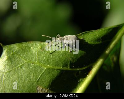 Weevil sits on a leaf in the sun; North Carolina, United States of America Stock Photo