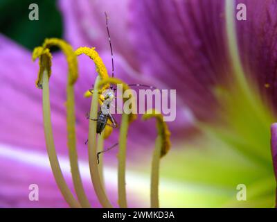 Cricket climbs up a lily flower stamen; North Carolina, United States of America Stock Photo
