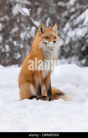 Portrait of a Red fox (Vulpes vulpes) sitting in a snowfall; Alaska, United States of America Stock Photo