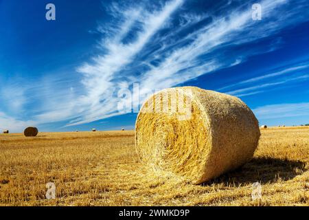 Large round hay bale in a cut golden field with wispy clouds and blue sky, East of Calgary, Alberta; Alberta, Canada Stock Photo