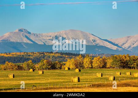 Glowing large round hay bales in a cut field at sunrise with colourful fall colour trees, foothills and mountains with blue sky in the background, ... Stock Photo