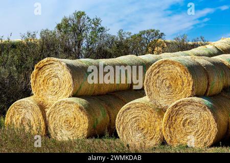 Rows of large round hay bales stacked in a pile with wispy clouds and blue sky, East of Calgary, Alberta; Alberta, Canada Stock Photo