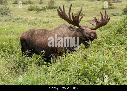 Bull moose (Alces alces) with large antlers standing in lush foliage; Alaska, United States of America Stock Photo