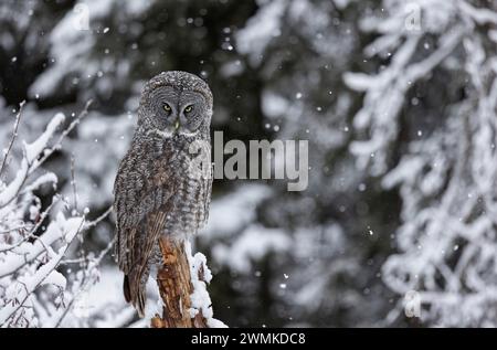 Great grey owl (Strix nebulosa) perched on a snowy branch with snowflakes falling gently around it; Alaska, United States of America Stock Photo