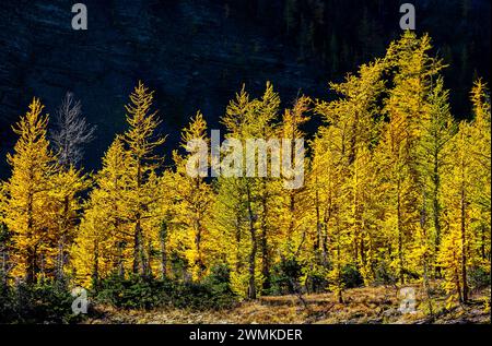 Glowing larch trees in autumn colours with a dark cliff face in the background, in Waterton Lakes National Park; Waterton, Alberta, Canada Stock Photo