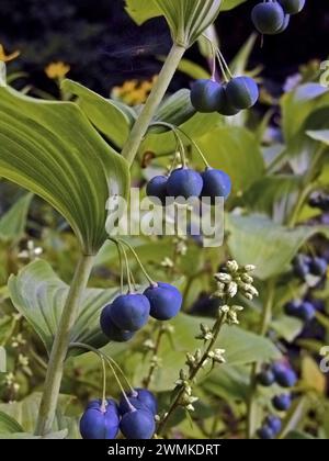 Close-up of the blue fruit of a Solomon's Seal plant (Polygonatum) hanging in axillary clusters from their stems Stock Photo