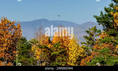 Turkey vulture (Cathartes aura) flies over autumn foliage in the Blue Ridge Mountains, USA; United States of America Stock Photo