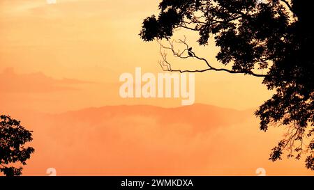 Two Mourning doves (Zenaida macroura) rest on a tree branch, silhouetted by a misty golden mountain sunset Stock Photo
