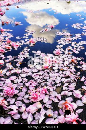 Pink cherry blossom petals lie in a water puddle that reflects white clouds in a blue sky; Asheville, North Carolina, United States of America Stock Photo