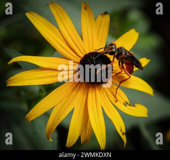 Unidentified hornet with black eyes and blue/black irridescent wings measuring about 2 in' in length, feeding on a black-eyed susan flower (Rudbeck... Stock Photo