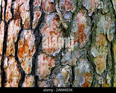 Close-up detail of the natural patterns of tree bark Stock Photo